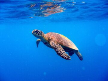 Euphorbia, la tartaruga marina data in adozione all'Erbolario per il suo impegno contro la plastica