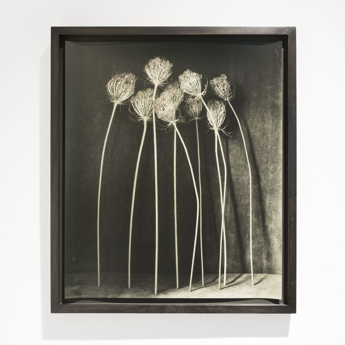 Mostra_Ingar_Krauss_DEEP_ BLOSSOM_Cramum_Gaggenau 